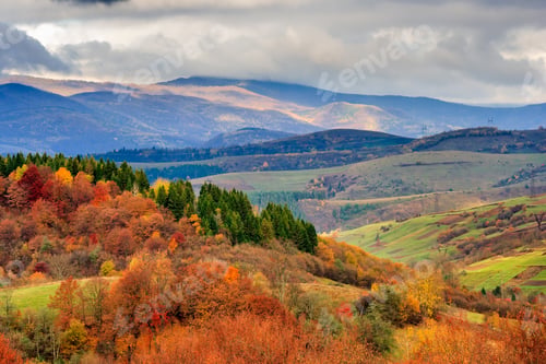 Preview: Autumn Mountain Landscape. Hillside With Pine And Colorful Foliage Aspen Trees Near Green Valley