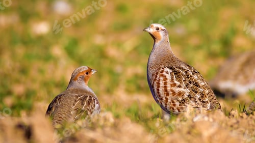 Preview: Partridges. Colorful Nature Background. Bird: Grey Partridge. Perdix Perdix.