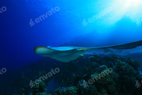 Preview: Feathertail Stingray