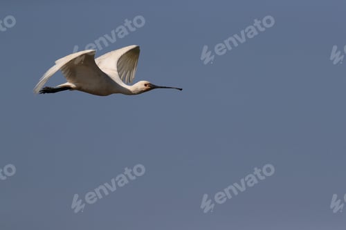 Preview: Eurasian Or Common Spoonbill In Nature Island Texel,Holland