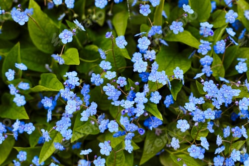 Preview: Navelwort Or Omphalodes Linifolia Blue Flowers In Spring Garden. Opmhalodes Vesna Moench Variety
