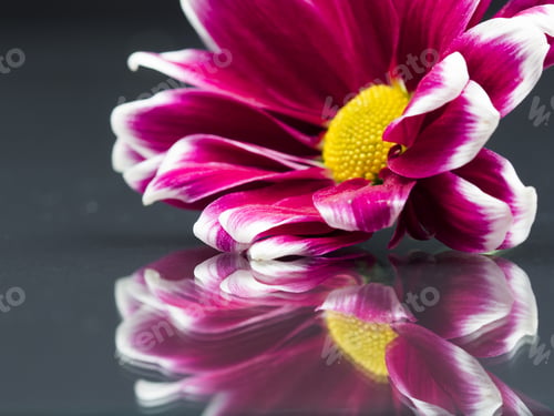 Preview: Chrysanthemum Flower With Details And Reflexions