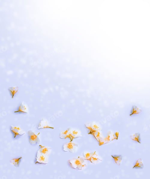 Preview: White Jasmine. The Branch Delicate Spring Flowers