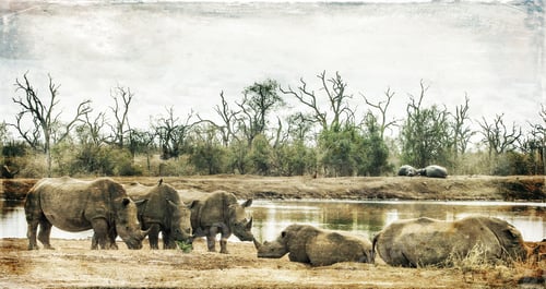 Preview: Vanishing Africa: Vintage Style Image Of White Rhinoceroses In Hlane National Park, Swaziland