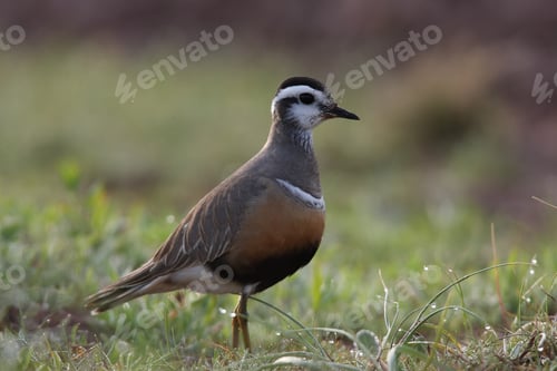 Preview: Eurasian Dotterel (Charadrius Morinellus) Helgoland, Germany