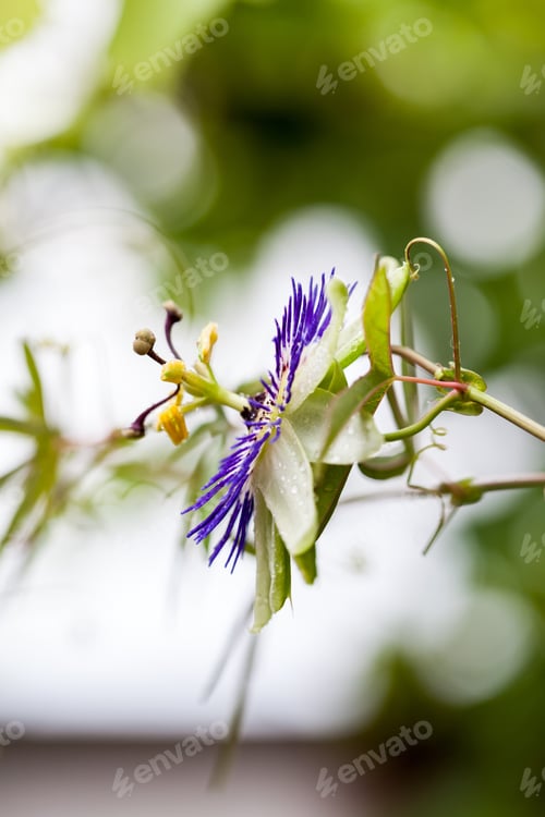 Preview: Passion Flower (Passiflora Incarnata) With Details