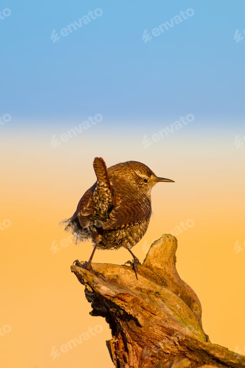 Preview: Cute Bird. Colorful Nature Background. Eurasian Wren. Troglodytes Troglodytes.