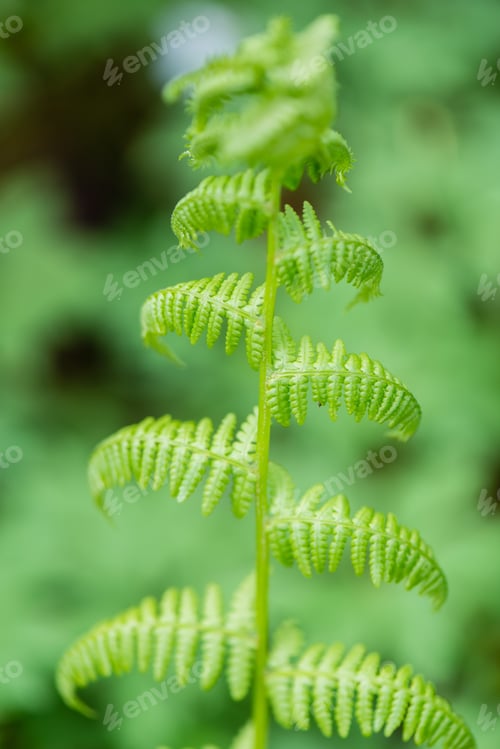 Preview: Young Spring Fern Leaves On Green Background In Wet Forest