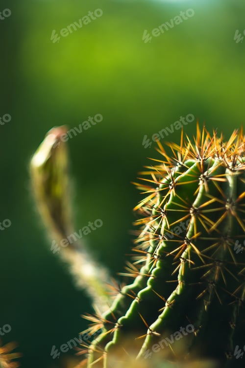 Preview: Cactus Echinopsis Tubiflora, Selective Focus, Close Up