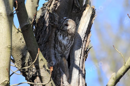 Preview: Tawny Owl Or Brown Owl (Strix Aluco) In A Hollow Tree Stump Germany