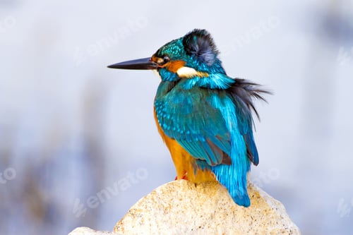 Preview: Colorful Bird Kingfisher. Nature Background. Bird: Common Kingfisher. Alcedo Atthis.