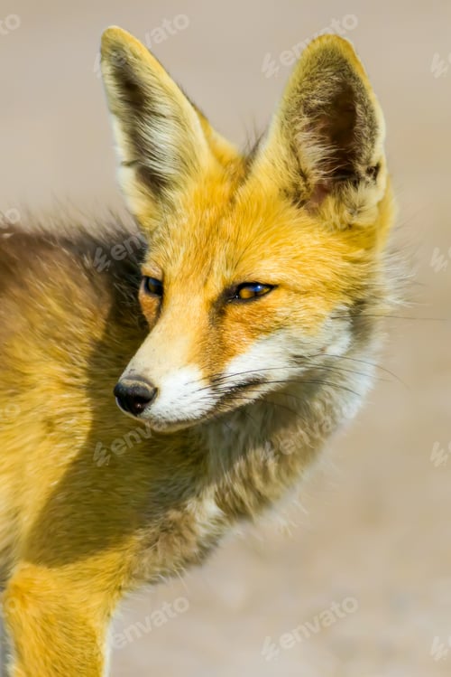 Preview: Fox Portrait. Brown Nature Background. Animal: Red Fox. Vulpes Vulpes.