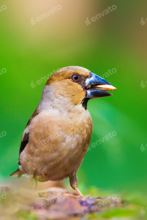 Preview: Cute Forest Bird. Green Nature Background. Hawfinch