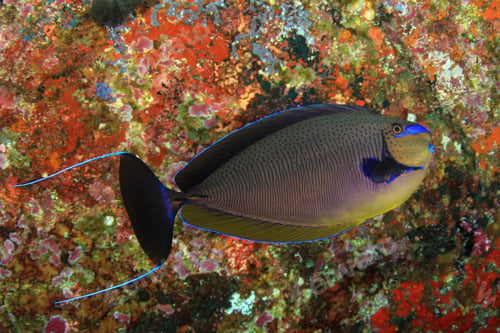 Preview: Bignose Unicornfish