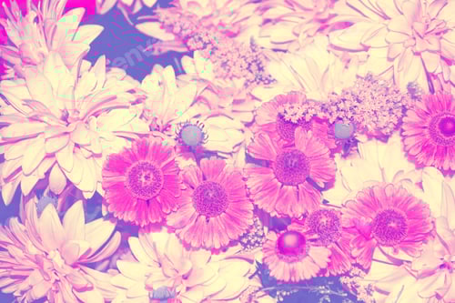 Preview: Colorful Dahlia Flowers On A Background Of The Autumn Landscape. Nature