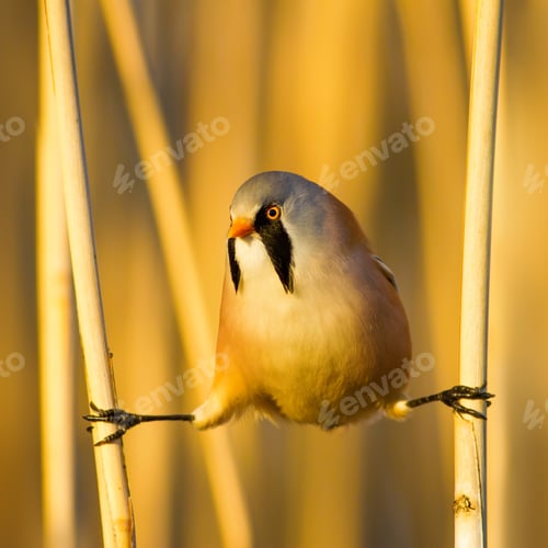 Preview: Bearded Funny Bird. Yellow Reeds Background.