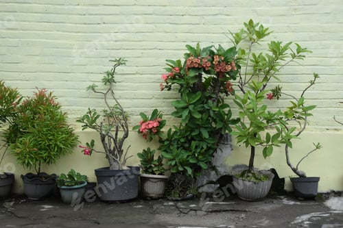 Preview: Potted Flowers In Front Of A Light Green House Wall