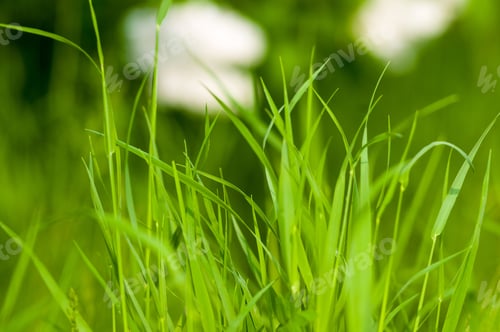 Preview: Spring Or Summer Natural Abstract Background With Grass In The Garden