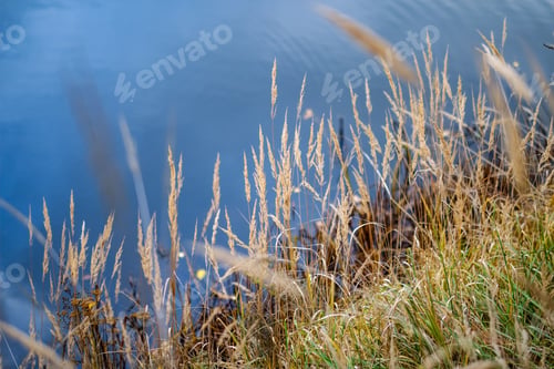 Preview: Grass Bents Abstract Nature Texture With Blur Background And Autumn Colors