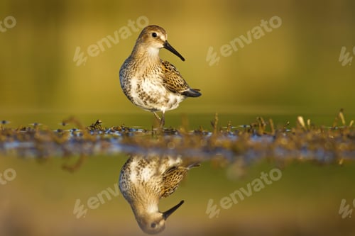 Preview: Nature Habitat And Water Bird. Feeding Bird. Green Yellow Nature Background. Common Water Bird