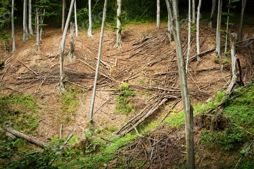Preview: Fallen Trees In A Beech Forest