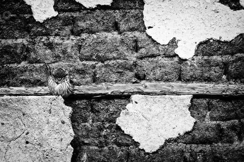 Preview: Old Wall And Cute Owl Little Owl / Athene Noctua Black White
