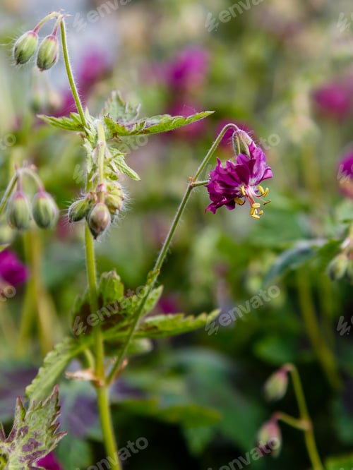 Preview: Purple And Red Flowers Of Geranium Phaeum Samobor In Spring Garden