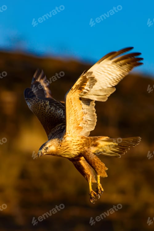 Preview: Flying Buzzard. Natural Background.