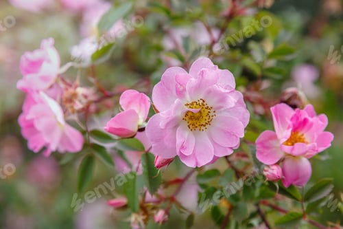 Preview: Lovely Pink Flowers Of Wild Rose In The Garden. Rose Flowers On A Natural Background.
