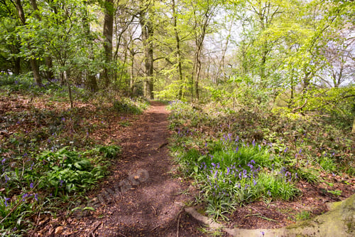 Preview: Woodland Walking Trail Background