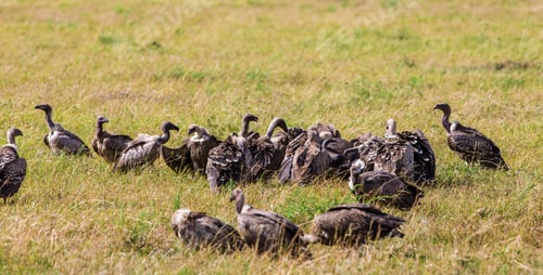 Preview: Vultures At The Maasai Mara, Kenya