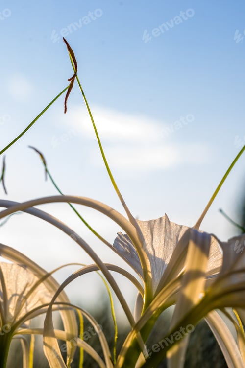 Preview: Caribbean Spider-Lily, Unique Style White Flower On Multicolored Background