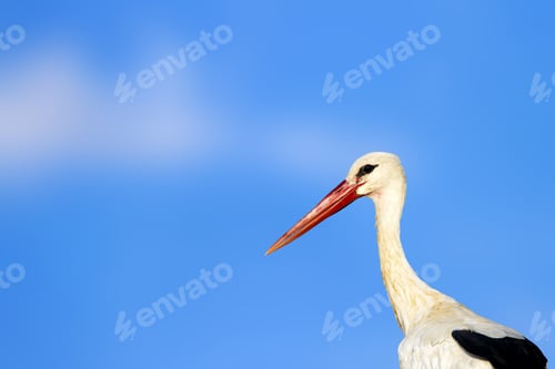 Preview: Cute Bird Stork. Isolated On Nature Background White Stork Ciconia Ciconia