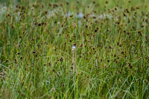 Preview: Hidden Bird. Green Naturebackground. Bird: Purple Heron. Ardea Purpurea.