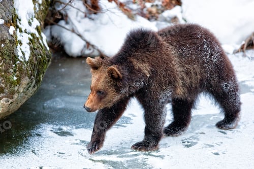 Preview: Young Brown Bear (Ursus Arctos) In The Snow