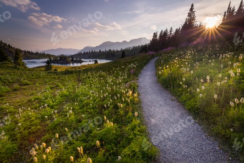 Preview: Flowers In Sunshine Meadows