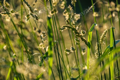 Preview: Summer Meadow Grass And Weed Texture. Abstract Green Foliage Blur Background With Shallow Depth Of