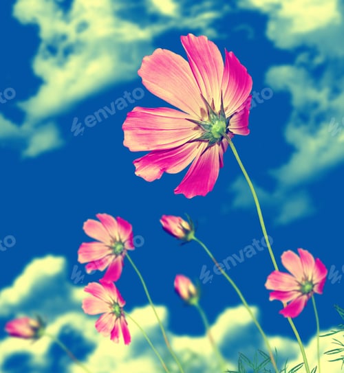 Preview: Bright Colorful Flowers Kosmeya Against A Blue Sky With Clouds