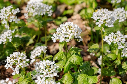 Preview: Blossom Of Arabis - Sping Flower. White Alpine Rockcress In Spring Garden.