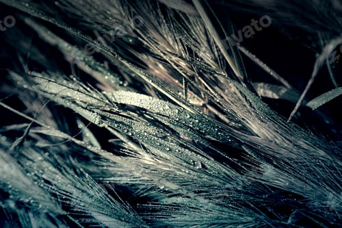 Preview: Wet Wheat, Detail Of A Field On A Rainy Day
