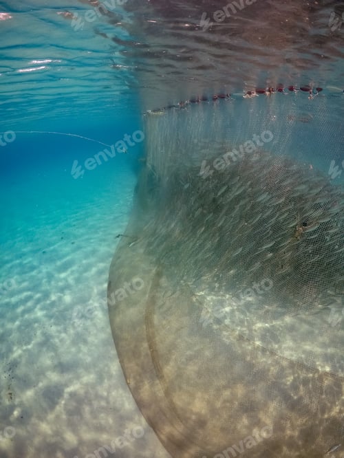 Preview: Snorkelling With Turtles Views Arund The Small Caribbean Island Of Curacao