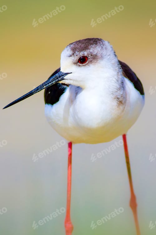 Preview: Water And Bird. Cute Waterfowl. Natural Background. Black Winged Stilt
