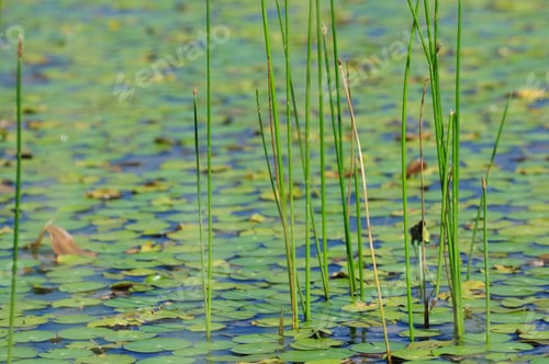 Preview: European Frog-Bits Floating In A Pond