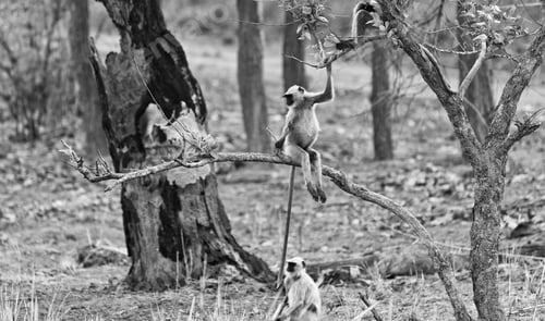 Preview: Gray Langur Also Known As Hanuman Langur In The Bandhavgarh National Park In India. Bandhavgarh Is