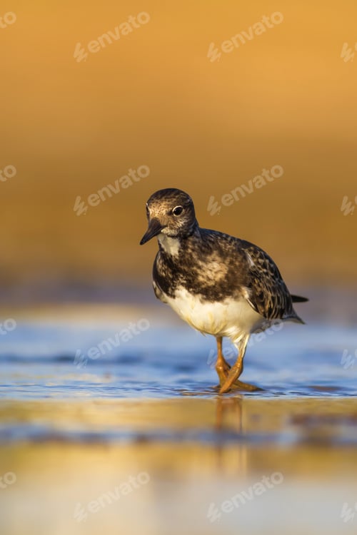 Preview: Water Bird. Blue Water Yellow Sand Nature Bacgkround. Bird: Ruddy Turnstone.