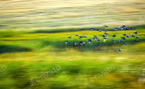 Preview: Flock of Birds Flying Above Green Field