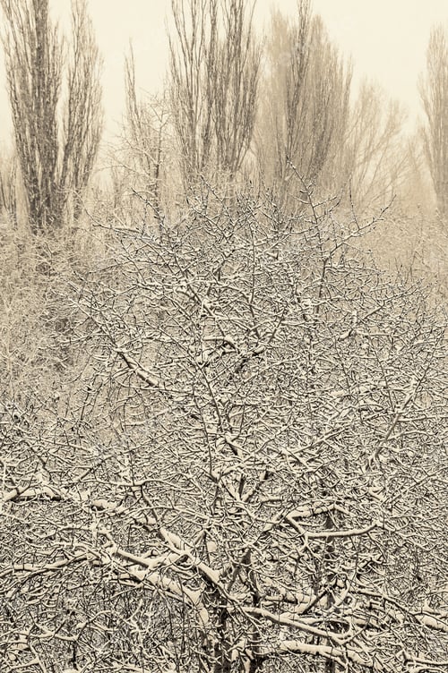 Preview: Winter Landscape Trees Covered With Snow And Hoar Frost, Vintage Tinted Photo