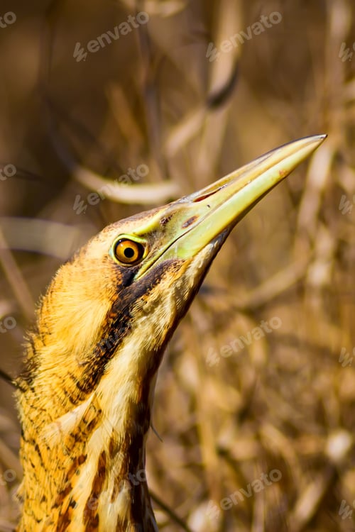 Preview: Camouflage Bird. Brown Nature Background. Eurasian Bittern / Botaurus Stellaris