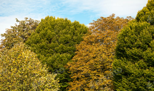 Preview: Fall Tree Colours