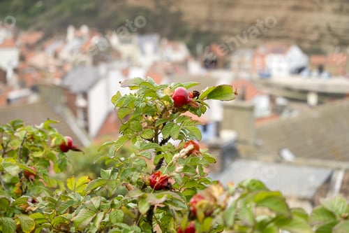 Preview: Rose Hip Bush
